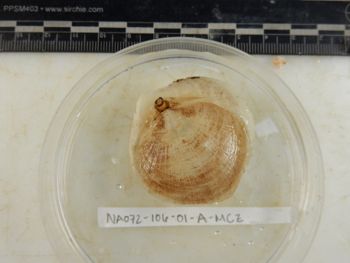 Media type: image;   Invertebrate Zoology 139310
